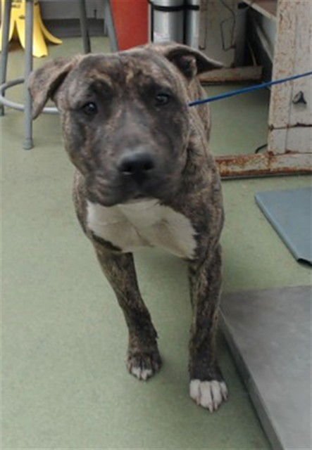 ZEKE - Bull Terrier available for adoption