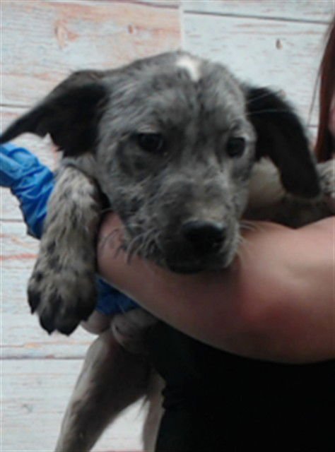 ADA - Labrador Retriever available for adoption