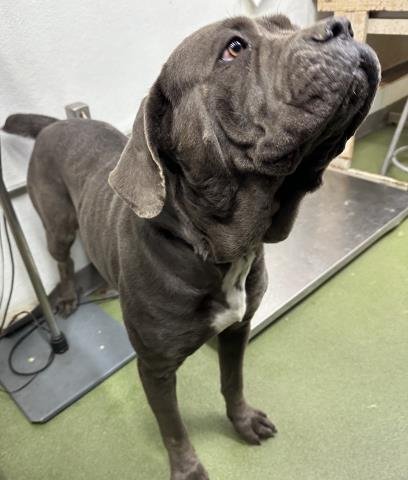 MED WAIVER BRIGITTE - Cane Corso Mastiff available for adoption