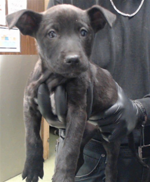 PORSCHE - Pit Bull Terrier / Australian Cattle Dog/Blue Heeler available for adoption