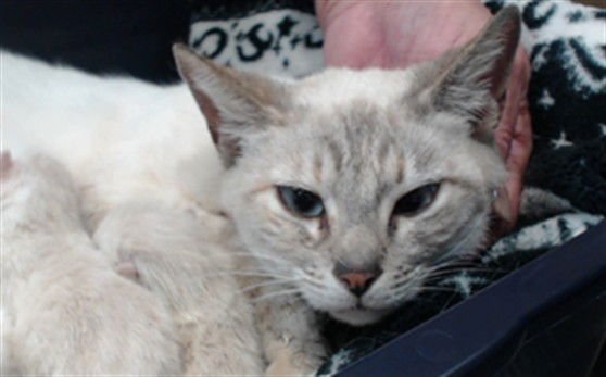 MAMA LILY - Domestic Short Hair available for adoption