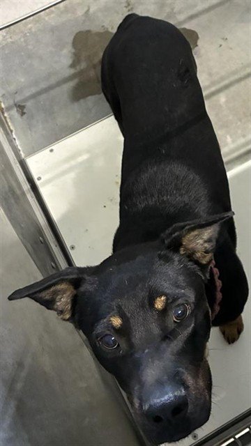 MED WAIVER TOAST - Pit Bull Terrier available for adoption