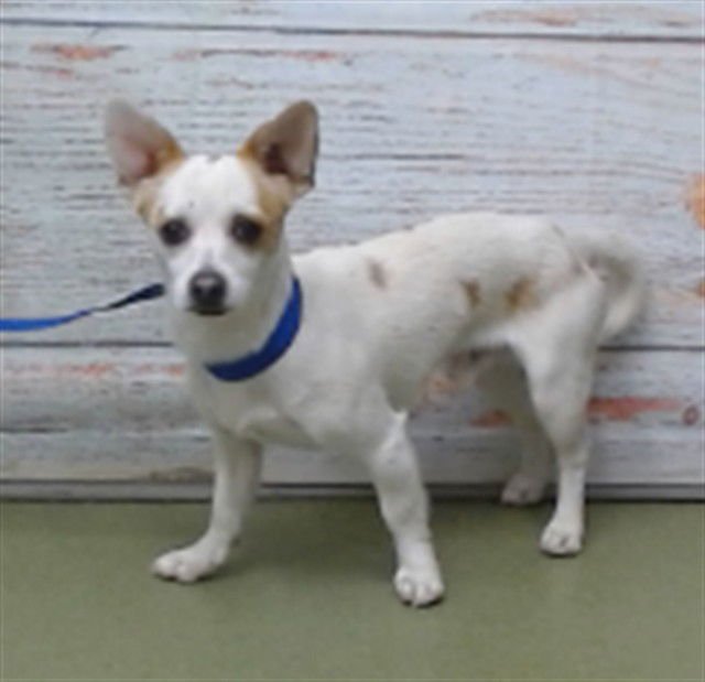 PONCHO - Chihuahua available for adoption