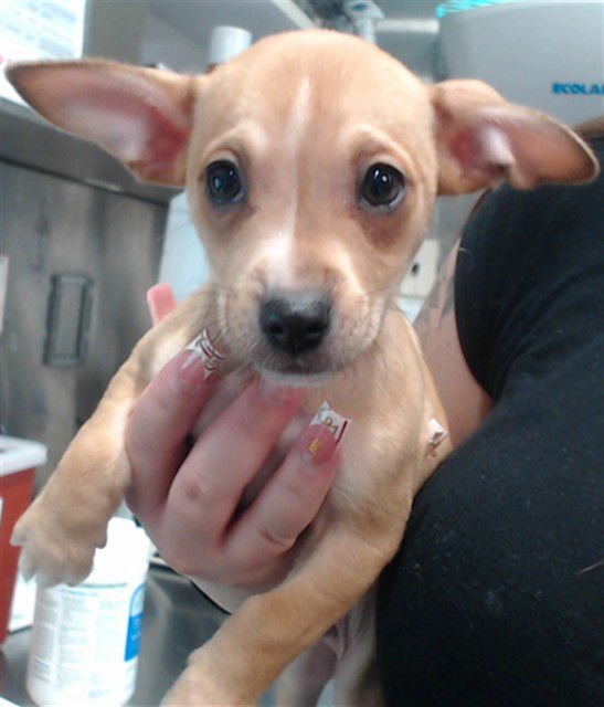 DANNY G - Chihuahua available for adoption