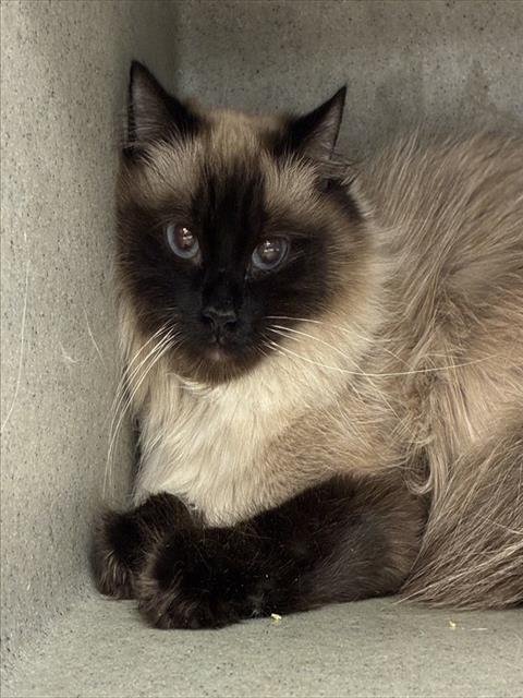SALMON - Siamese available for adoption
