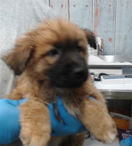 BOPEEP - German Shepherd Dog available for adoption