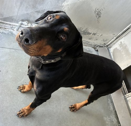 MED ADOPT KNOX