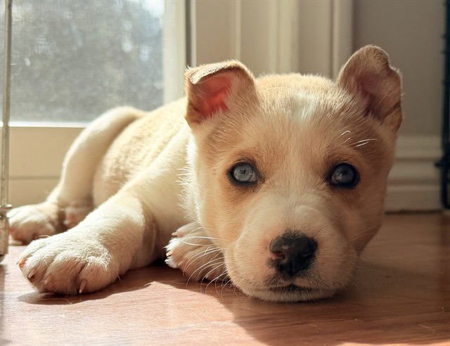 HACHIKO - Siberian Husky available for adoption