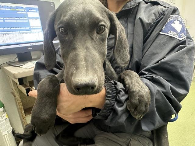 COMET - Labrador Retriever / Doberman Pinscher available for adoption