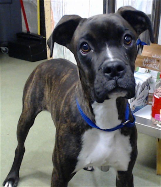 ROCKY - Boxer available for adoption