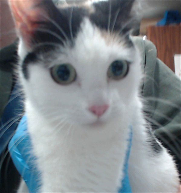 COOKIE - Domestic Short Hair available for adoption