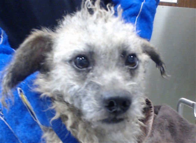 SCRIM - Terrier available for adoption