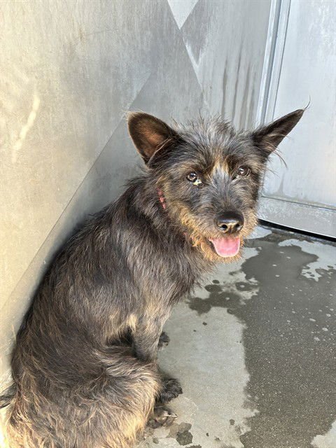 BLOOPER - Terrier available for adoption