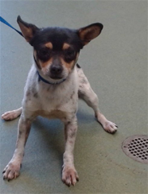 BOBBY BILL - Chihuahua available for adoption