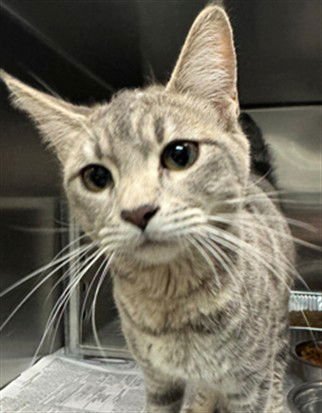 MED WAIVER GRAYPOOL - Domestic Short Hair available for adoption