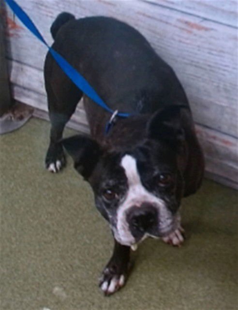 ANNABELLE - Boston Terrier available for adoption