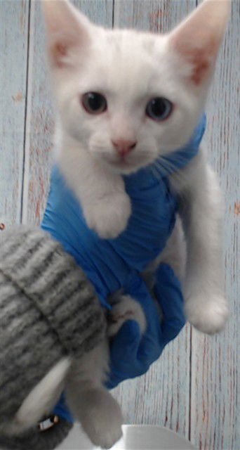 MAUI - Domestic Short Hair available for adoption