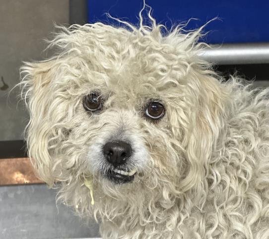 MED WAIVER JUNIPER - Maltese / Poodle (Standard) available for adoption