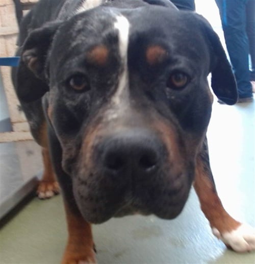 GUAPO - Pit Bull Terrier available for adoption