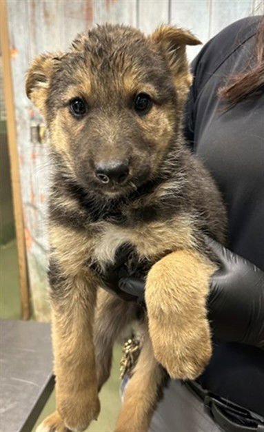 CAROL - German Shepherd Dog available for adoption