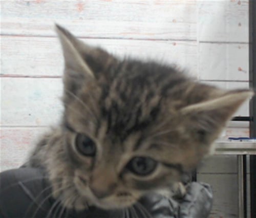 SERRANO - Domestic Short Hair available for adoption