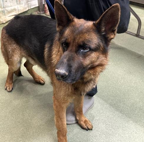 TITAN - German Shepherd Dog available for adoption