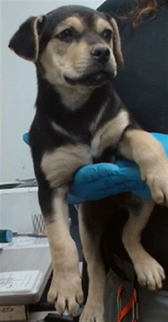 MED WAIVER MONIQUE - Pit Bull Terrier available for adoption