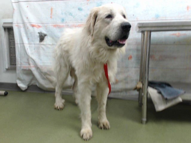 MED WAIVER ALLEGRA - Great Pyrenees available for adoption