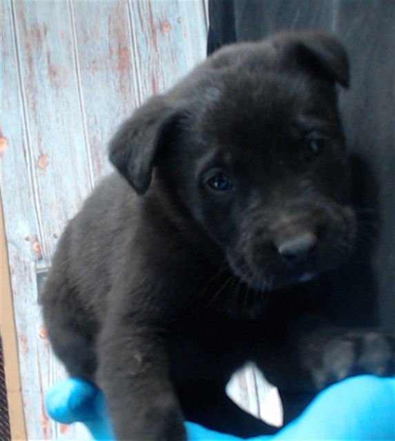 MED WAIVER LEON - Belgian Shepherd Malinois available for adoption