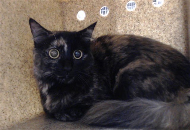 LUNA - Domestic Short Hair available for adoption