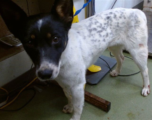OLIVIA - Australian Cattle Dog/Blue Heeler available for adoption