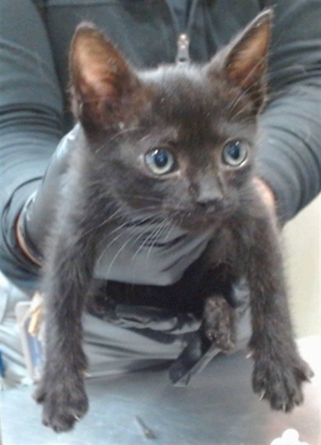 ANNI-FRID - Domestic Short Hair available for adoption
