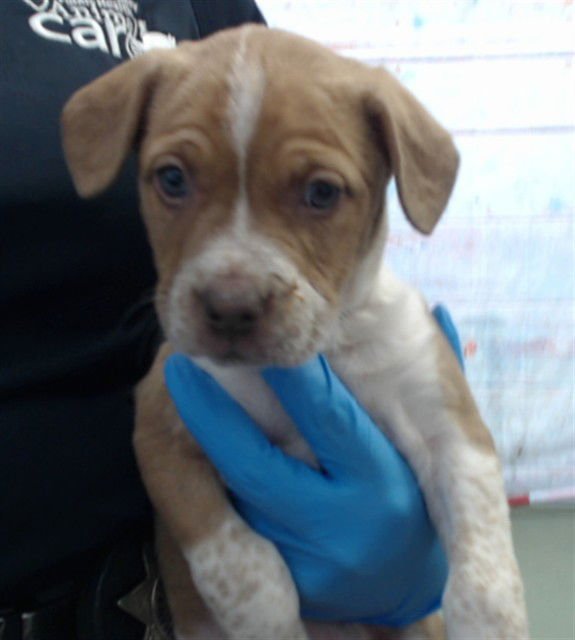 GODIVA - Pit Bull Terrier available for adoption