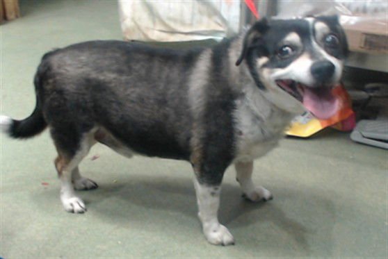 SOURDOUGH - Terrier available for adoption