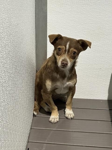 CECE - Chihuahua available for adoption