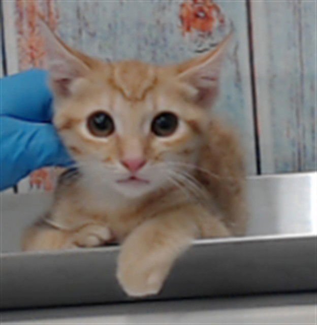 PERSIA - Domestic Short Hair available for adoption