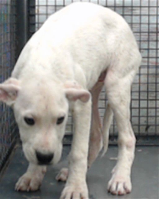 DOUGH - Labrador Retriever available for adoption