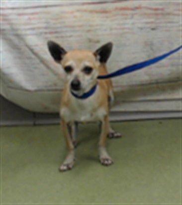 AMANDA - Chihuahua available for adoption