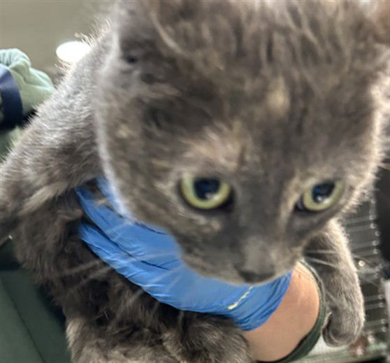 MOMMA MARCI - Domestic Short Hair available for adoption