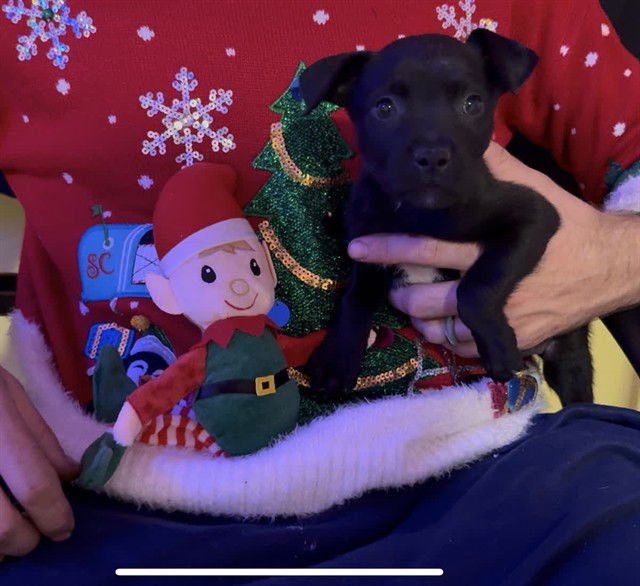 LUNA - Labrador Retriever available for adoption