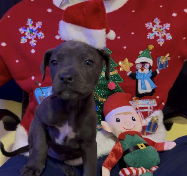 SADIE - Pit Bull Terrier available for adoption