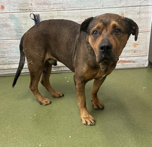 MED WAIVER BUSTER - Pit Bull Terrier available for adoption