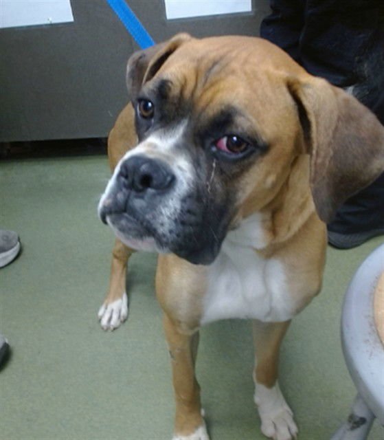 CHAMP - Boxer available for adoption