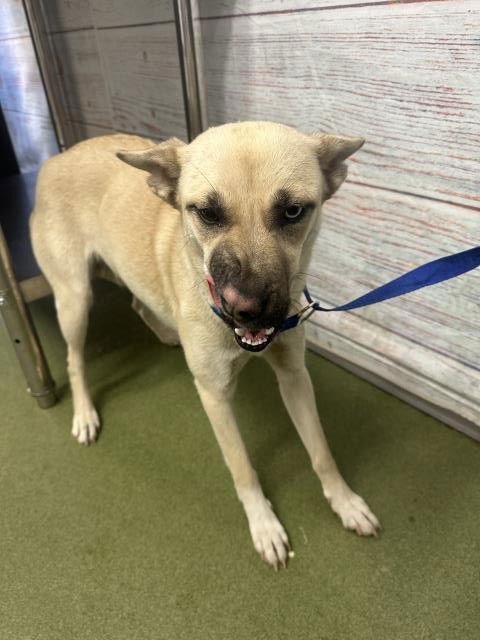 MAMA PONCHE - German Shepherd Dog available for adoption