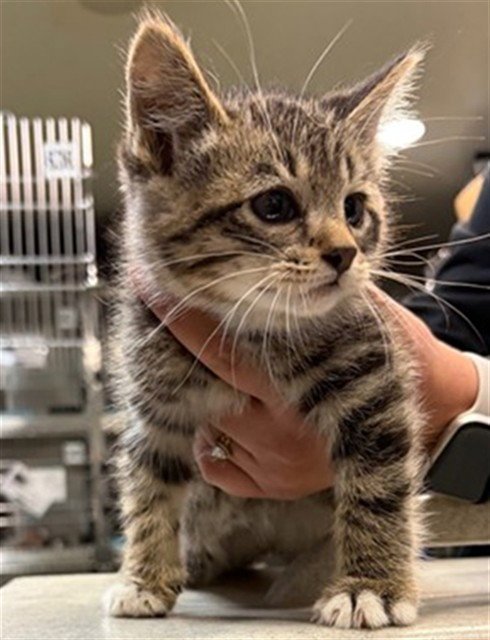 DREX - Domestic Short Hair available for adoption