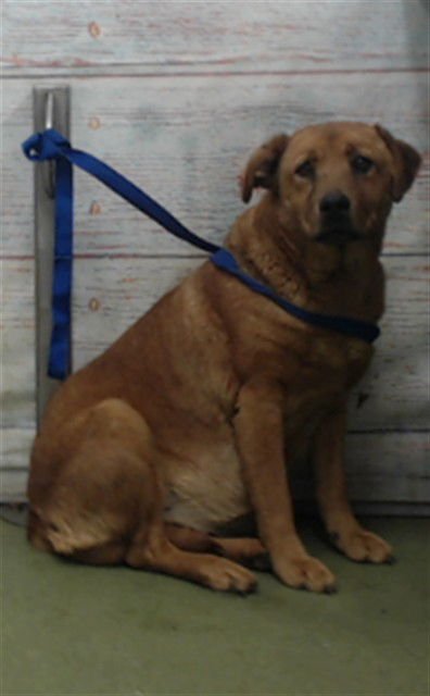 APPLE - Rhodesian Ridgeback available for adoption