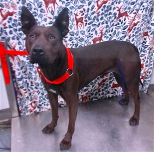 RIDRICK - Pit Bull Terrier available for adoption