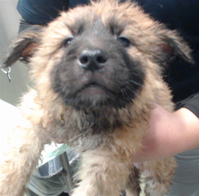 JESSIE - German Shepherd Dog available for adoption