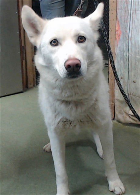 RUBY - Siberian Husky available for adoption
