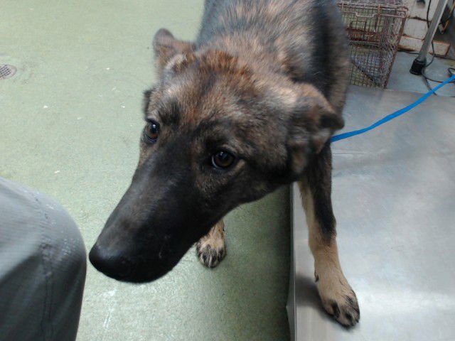 BIRDIE - German Shepherd Dog available for adoption